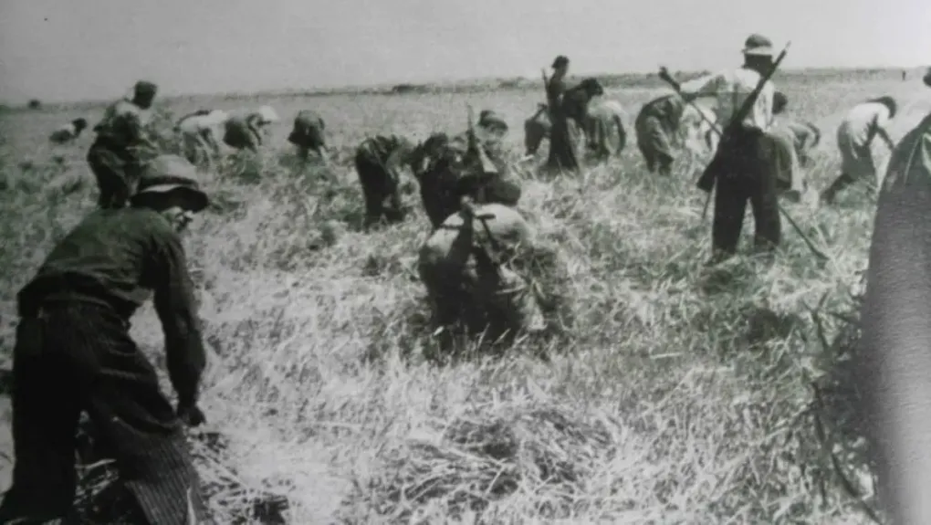 «Μάχη της σοδειάς»