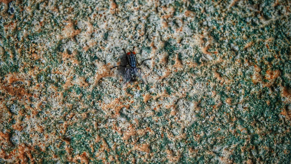 Ιός screwworm
