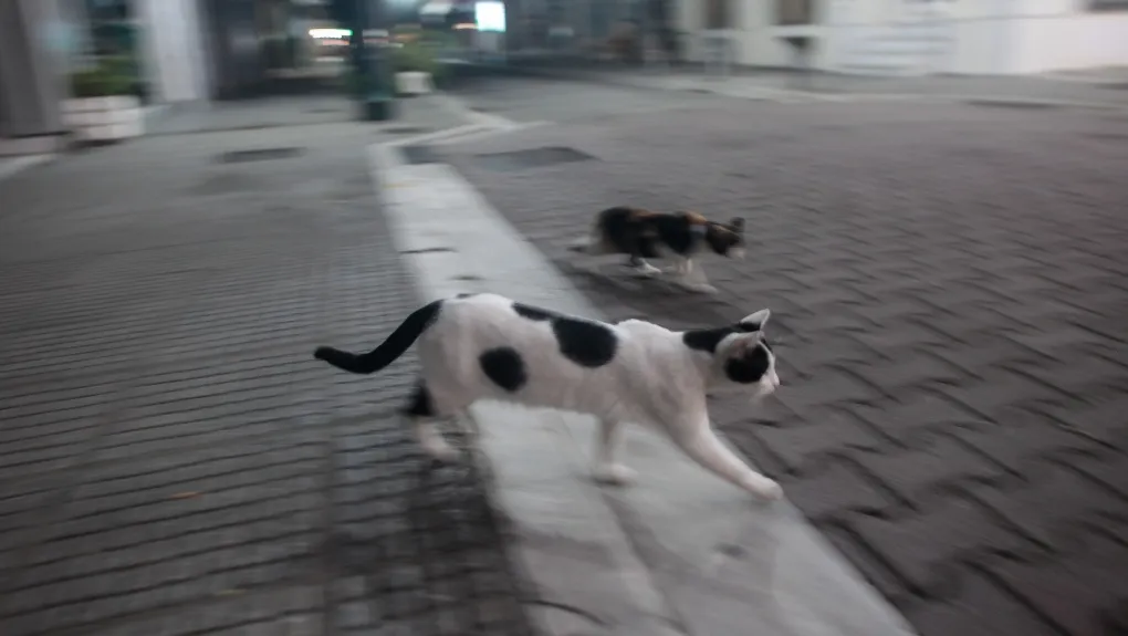 Gata_1020_1