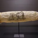 condom_1020
