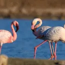 Kalloni_1020