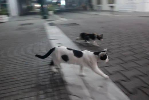 Gata_1020_1