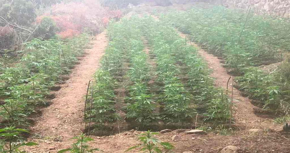 Dyo Fyteies Me 3 000 Dendryllia Kannabhs Entopise H Elas Sta Xania H Efhmerida Twn Syntaktwn