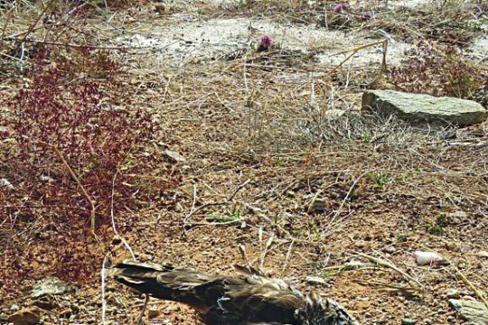 Σήμα κινδύνου για τα πουλιά