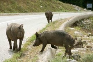 Γουρούνια στον άνεμο (της εξουσίας)