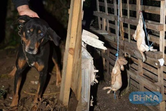 Κατά συρροή δολοφονίες ζώων