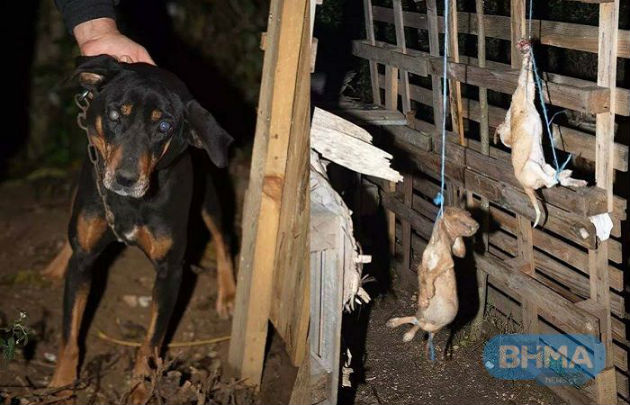 Κατά συρροή δολοφονίες ζώων