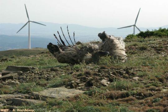 Τα πουλιά τα βρίσκει ο Χάρος στο φτερό… της ανεμογεννήτριας