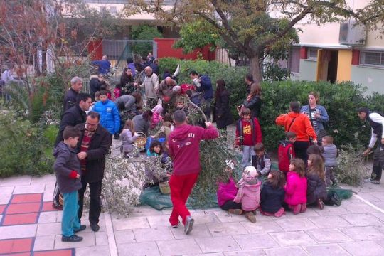 Μάζεψαν τις ελιές του σχολείου τους