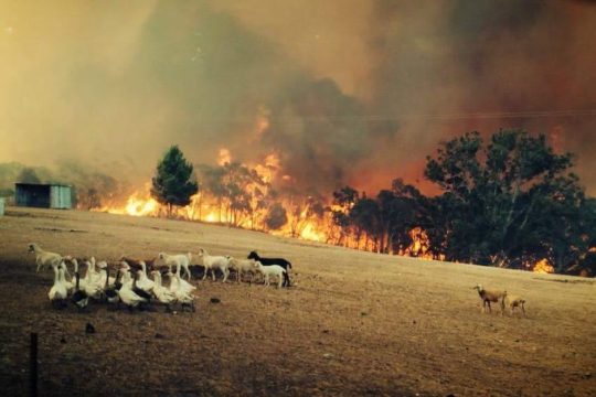 Στις φλόγες η νότια Αυστραλία