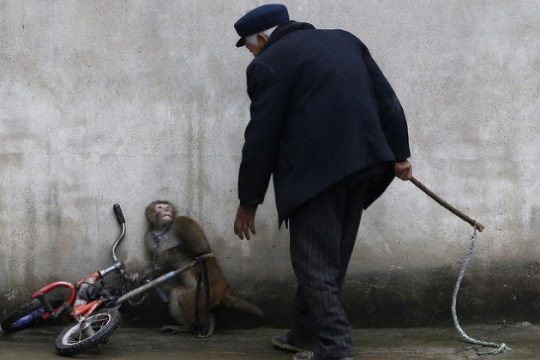 Στο έλεος του μαστιγίου