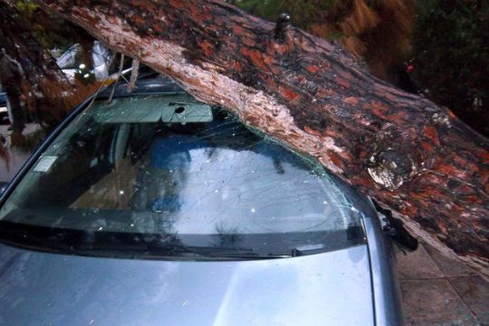 Νεκρή 44χρονη από πτώση δέντρου