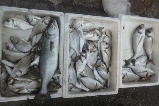 Κατασχέθηκαν ψάρια στη Ν.Μηχανιώνα