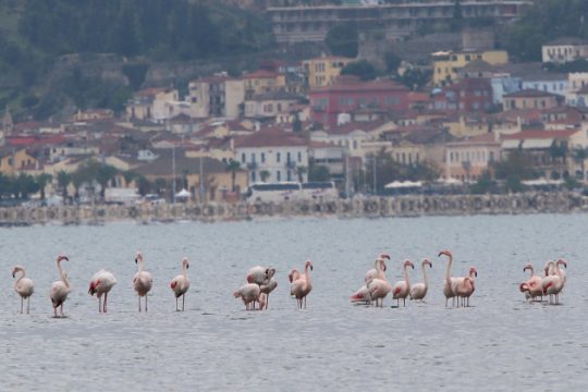 Στους υγροτόπους του… ΤΑΙΠΕΔ αφιερωμένη η Παγκόσμια Ημέρα Υγροτόπων