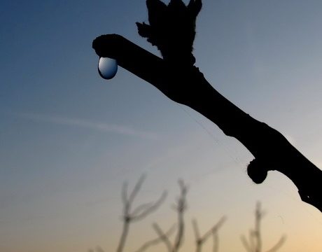 Οταν δακρύζουν τα κλήματα