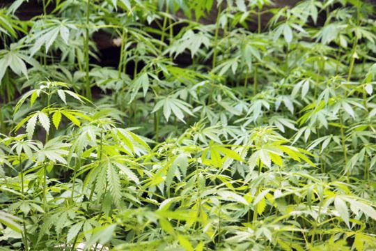 Πότε θα πούμε κι εμείς «Yes we CANnabis»;