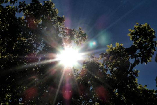Ισως φταίει ο ανθεμόεις Απρίλης
