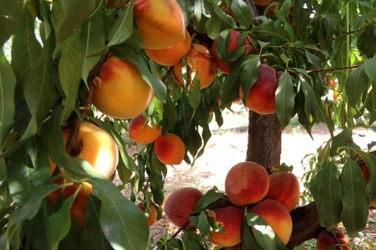 Συγκρατημένη αισιοδοξία για εξαγωγή ροδάκινων στη Ρωσία