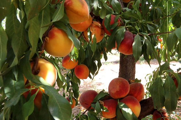 Συγκρατημένη αισιοδοξία για εξαγωγή ροδάκινων στη Ρωσία