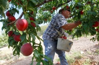 Συνδεδεμένες ενισχύσεις 17,6 εκατ. ευρώ σε παραγωγούς