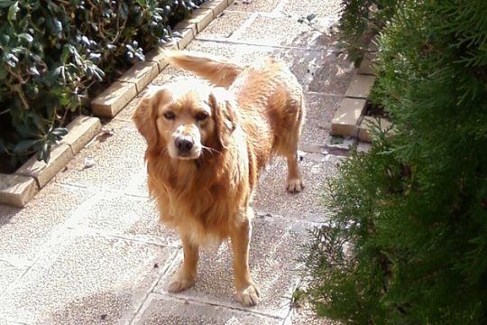 Ενα παραλίγο μοιραίο ατύχημα (ή, πώς γλίτωσε ο Σούρτας απ’ τα δύο ροτβάιλερ)