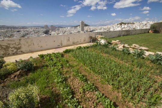 Αστικούς λαχανόκηπους «ψηφίζουν» έξι στους δέκα Έλληνες