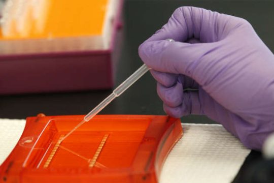 Πειραματόζωα με αμνησία απέκτησαν ξανά μνήμη