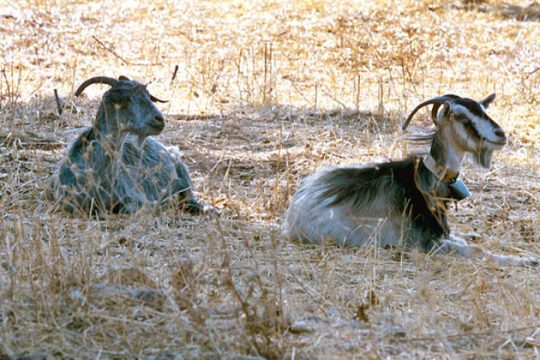 Η 62χρονη «συνοροφύλακας» που ζει μόνη