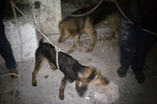 Στο Δαφνί ο 39χρονος που έθαψε τρία σκυλιά στην Κεφαλονιά