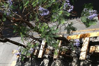 Μωβ άνθη στο ποτήρι μας…