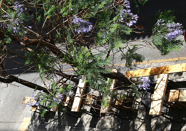 Μωβ άνθη στο ποτήρι μας…