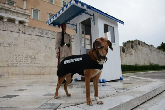 «Μαύρες μέρες» για τα αδέσποτα σε Δράμα και Σέρρες