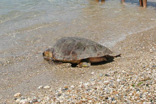 Νεκρά δελφίνια και χελώνες στις ελληνικές θάλασσες