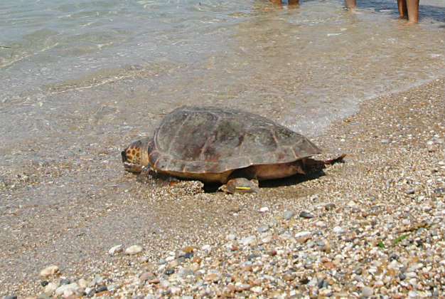 Νεκρά δελφίνια και χελώνες στις ελληνικές θάλασσες