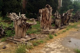 Ερανος για τα «Δέντρα» του Βεϊβέι