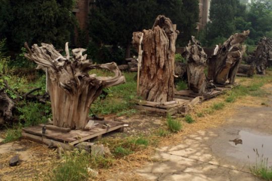 Ερανος για τα «Δέντρα» του Βεϊβέι