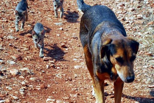 «Γαλατσιώτικες αδέσποτες φάτσες» για την προστασία των ζώων