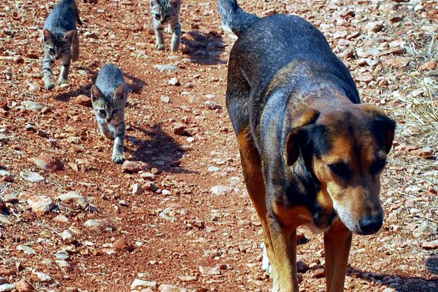 «Γαλατσιώτικες αδέσποτες φάτσες» για την προστασία των ζώων