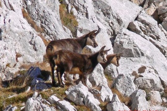 Γράμμα απ’ το βουνό – η Ελπίδα