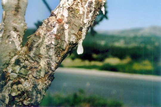 Θαυματουργή μου μαστίχα