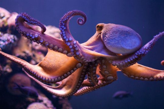 «Διαβάστηκε» το DNA του πανέξυπνου χταποδιού