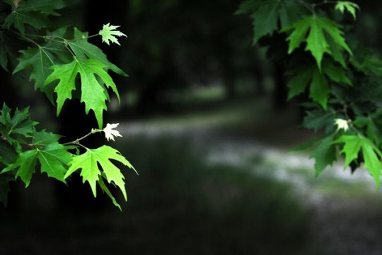Ζητήματα ιθαγένειας: ο πλάτανος και ο φοίνικας