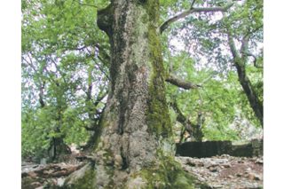 Ο Πλάτανος του Παυσανία έπαυσε να μας δροσίζει