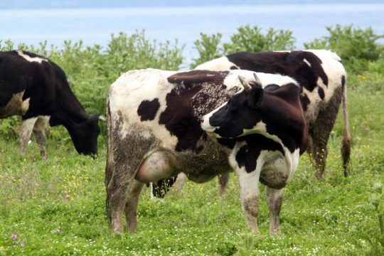 Καμπότζη: Καταδρομική επιχείρηση διάσωσης άγριων βοειδών που απειλούνται με εξαφάνιση