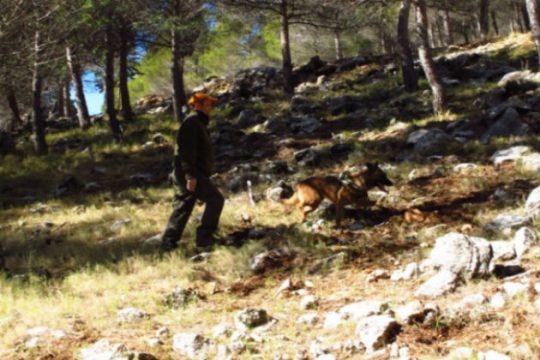 Μαζική δηλητηρίαση ζώων στον Έβρο