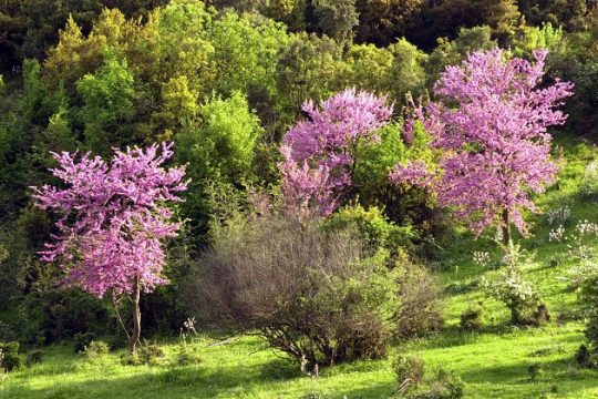 Η «απεργία» των δέντρων