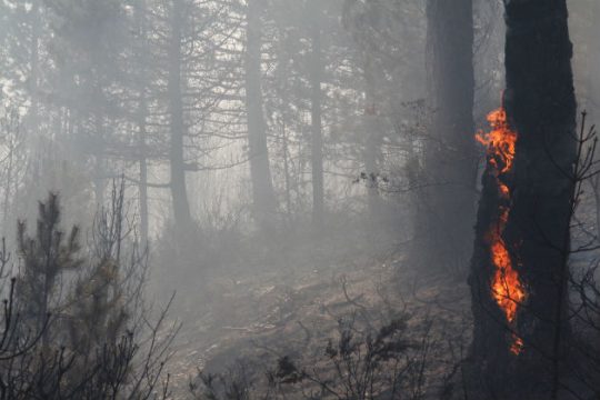 Πυρόπληκτη
