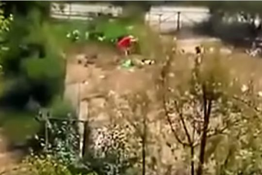 Συνελήφθη δημοτικός σύμβουλος για βασανισμό σκυλιού