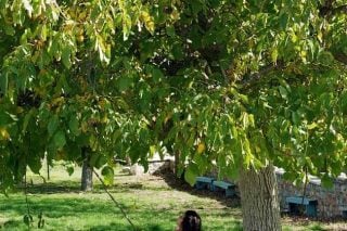 Γράμμα απ’ το βουνό – η καρυδιά