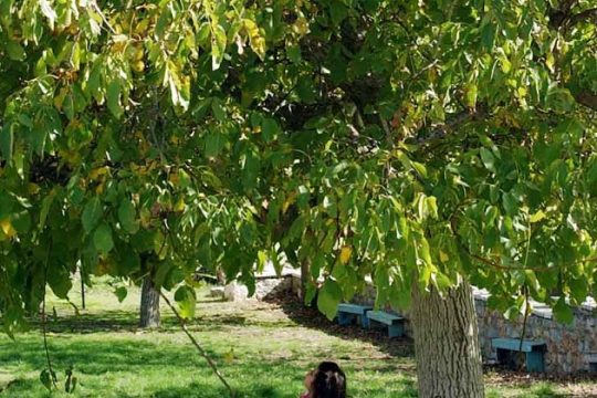 Γράμμα απ’ το βουνό – η καρυδιά